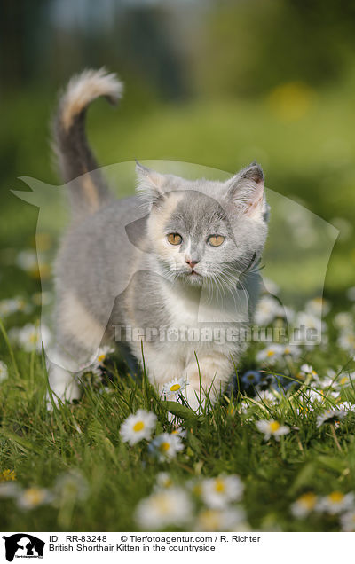 Britisch Kurzhaar Ktzchen im Grnen / British Shorthair Kitten in the countryside / RR-83248