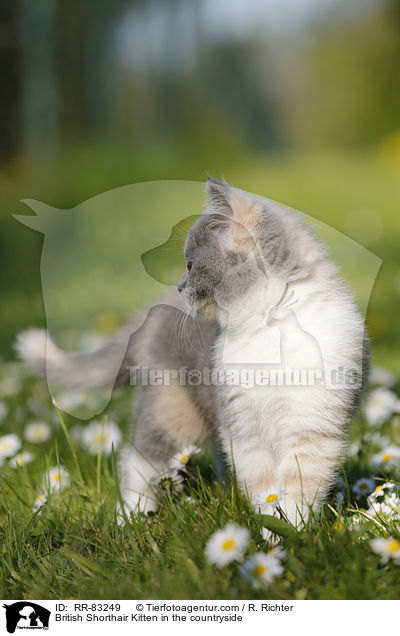 Britisch Kurzhaar Ktzchen im Grnen / British Shorthair Kitten in the countryside / RR-83249