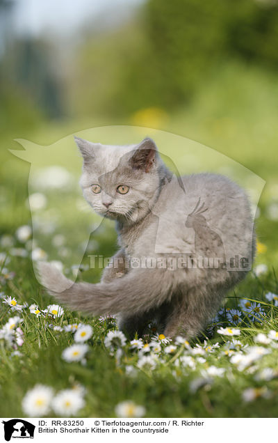 Britisch Kurzhaar Ktzchen im Grnen / British Shorthair Kitten in the countryside / RR-83250