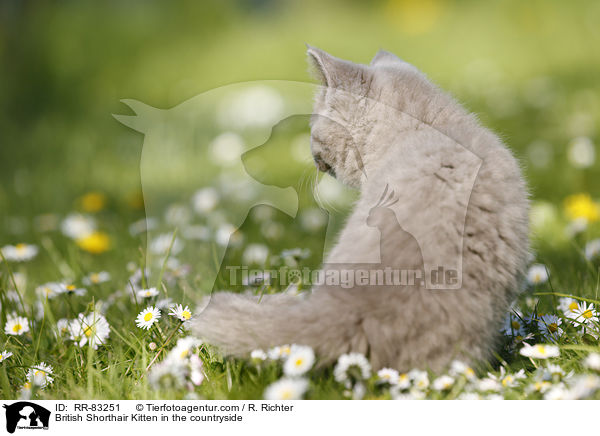Britisch Kurzhaar Ktzchen im Grnen / British Shorthair Kitten in the countryside / RR-83251