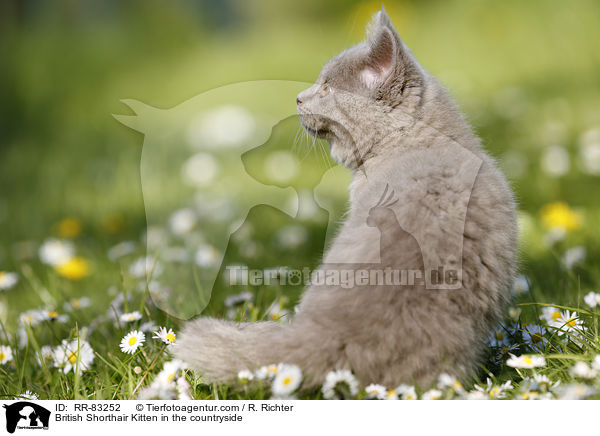 Britisch Kurzhaar Ktzchen im Grnen / British Shorthair Kitten in the countryside / RR-83252