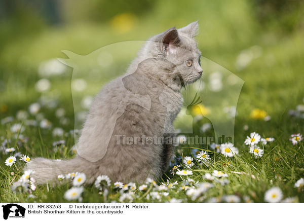Britisch Kurzhaar Ktzchen im Grnen / British Shorthair Kitten in the countryside / RR-83253