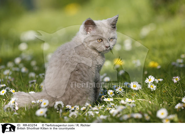 Britisch Kurzhaar Ktzchen im Grnen / British Shorthair Kitten in the countryside / RR-83254