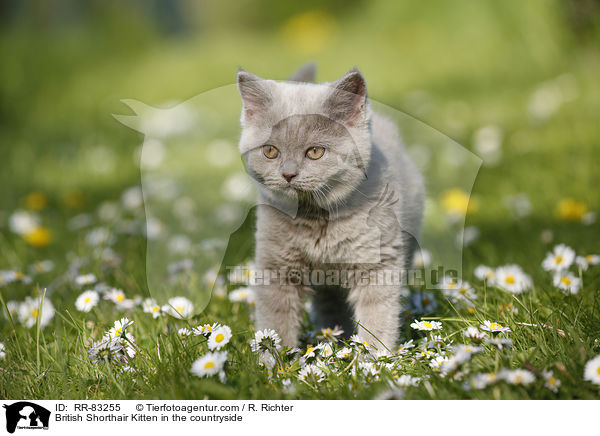 Britisch Kurzhaar Ktzchen im Grnen / British Shorthair Kitten in the countryside / RR-83255