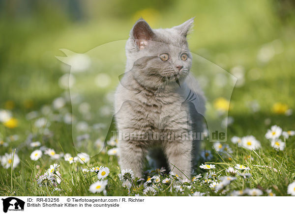 Britisch Kurzhaar Ktzchen im Grnen / British Shorthair Kitten in the countryside / RR-83256