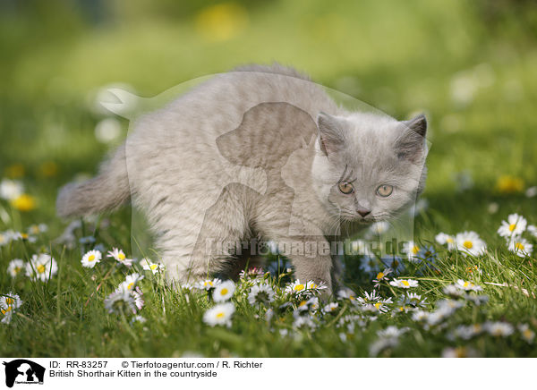 Britisch Kurzhaar Ktzchen im Grnen / British Shorthair Kitten in the countryside / RR-83257