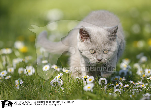 Britisch Kurzhaar Ktzchen im Grnen / British Shorthair Kitten in the countryside / RR-83258