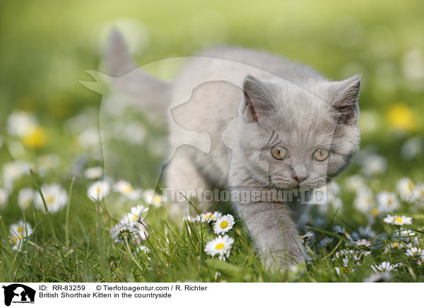 Britisch Kurzhaar Ktzchen im Grnen / British Shorthair Kitten in the countryside / RR-83259