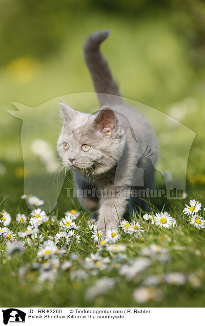 Britisch Kurzhaar Ktzchen im Grnen / British Shorthair Kitten in the countryside / RR-83260