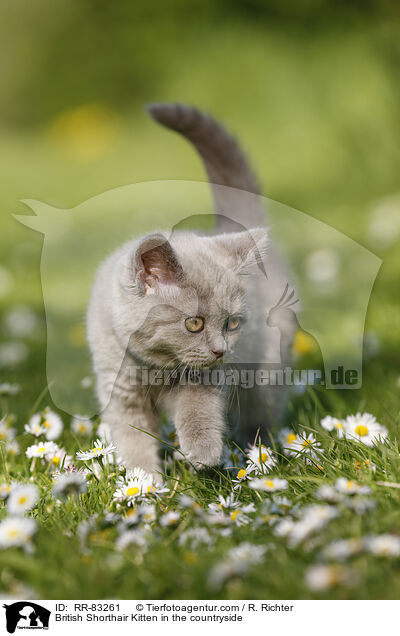 Britisch Kurzhaar Ktzchen im Grnen / British Shorthair Kitten in the countryside / RR-83261
