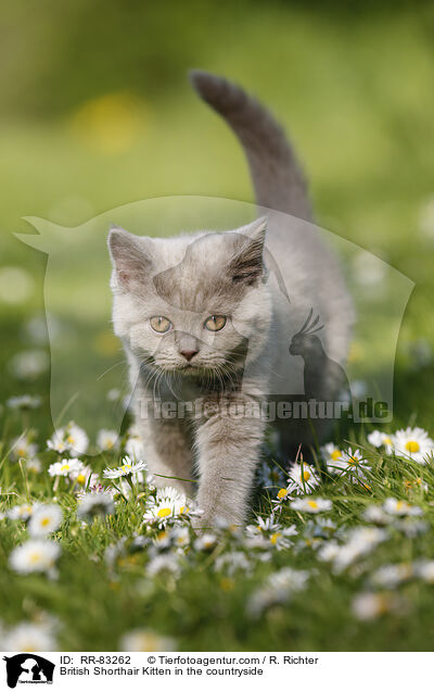 Britisch Kurzhaar Ktzchen im Grnen / British Shorthair Kitten in the countryside / RR-83262