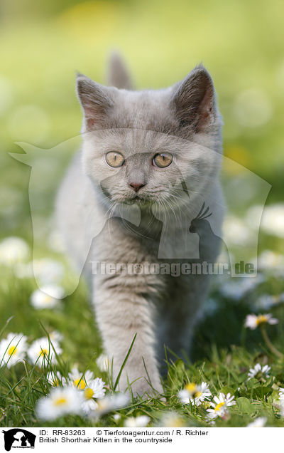 Britisch Kurzhaar Ktzchen im Grnen / British Shorthair Kitten in the countryside / RR-83263