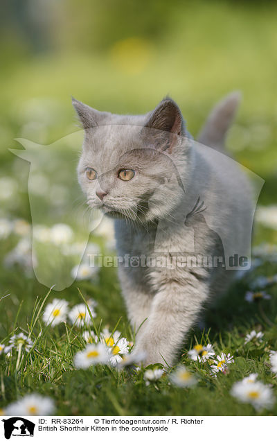 Britisch Kurzhaar Ktzchen im Grnen / British Shorthair Kitten in the countryside / RR-83264