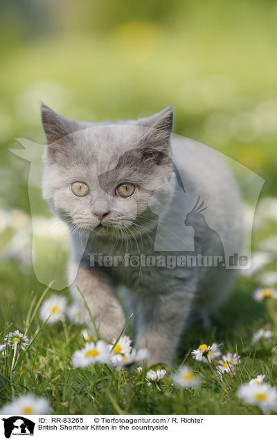 Britisch Kurzhaar Ktzchen im Grnen / British Shorthair Kitten in the countryside / RR-83265