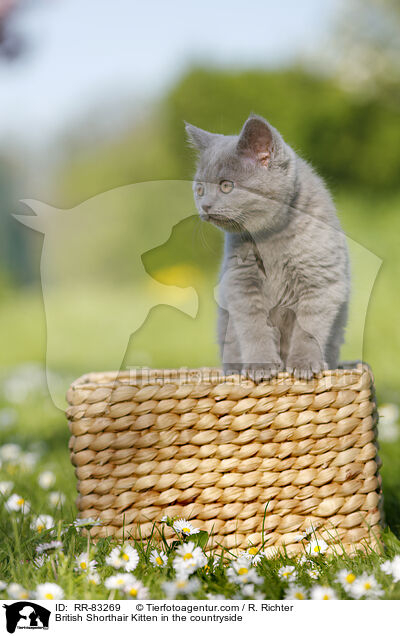 Britisch Kurzhaar Ktzchen im Grnen / British Shorthair Kitten in the countryside / RR-83269