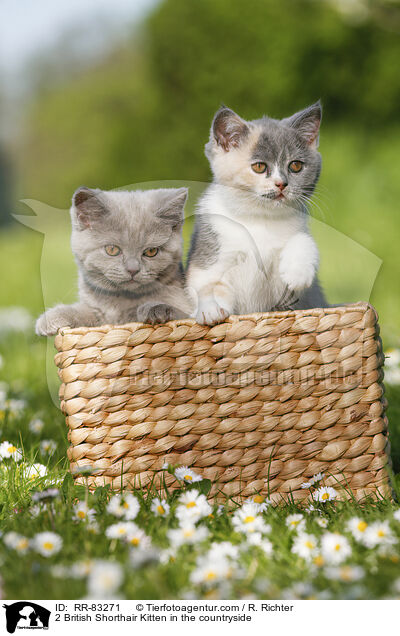 2 Britisch Kurzhaar Ktzchen im Grnen / 2 British Shorthair Kitten in the countryside / RR-83271