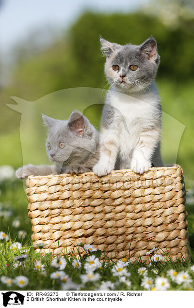 2 Britisch Kurzhaar Ktzchen im Grnen / 2 British Shorthair Kitten in the countryside / RR-83273