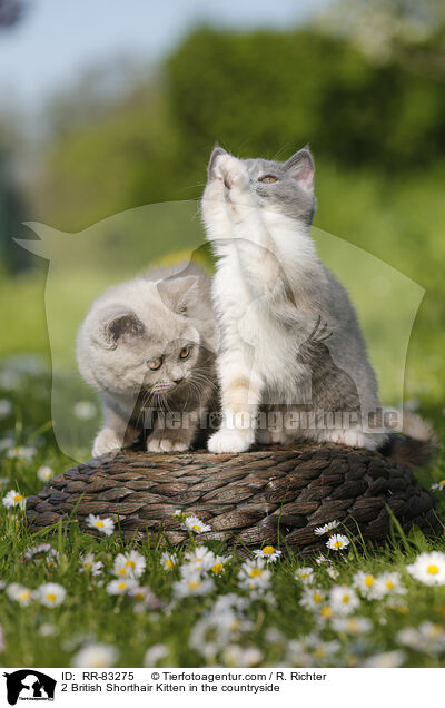 2 Britisch Kurzhaar Ktzchen im Grnen / 2 British Shorthair Kitten in the countryside / RR-83275
