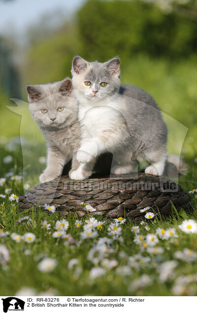 2 Britisch Kurzhaar Ktzchen im Grnen / 2 British Shorthair Kitten in the countryside / RR-83276