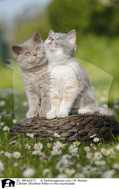 2 Britisch Kurzhaar Ktzchen im Grnen / 2 British Shorthair Kitten in the countryside / RR-83277
