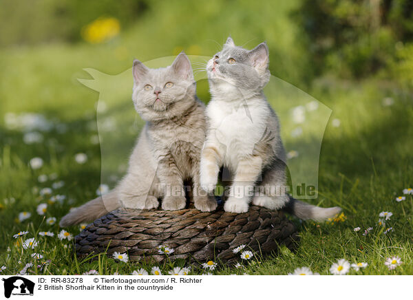 2 Britisch Kurzhaar Ktzchen im Grnen / 2 British Shorthair Kitten in the countryside / RR-83278