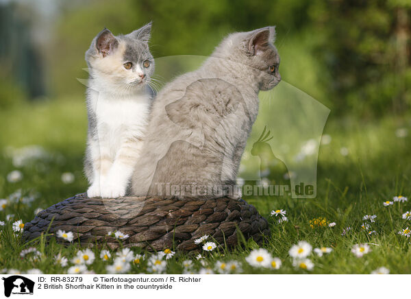 2 Britisch Kurzhaar Ktzchen im Grnen / 2 British Shorthair Kitten in the countryside / RR-83279