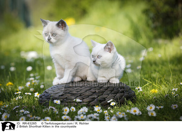 2 Britisch Kurzhaar Ktzchen im Grnen / 2 British Shorthair Kitten in the countryside / RR-83285