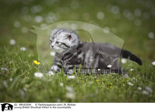 junges Britisch Kurzhaar Ktzchen im Grnen / young British Shorthair Kitten in the countryside / RR-83506