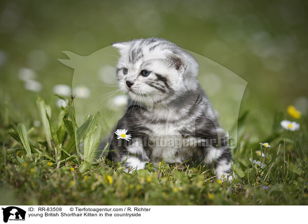 junges Britisch Kurzhaar Ktzchen im Grnen / young British Shorthair Kitten in the countryside / RR-83508