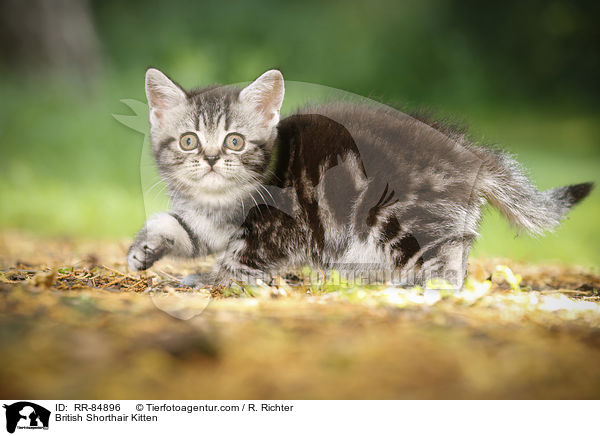 Britisch Kurzhaar Ktzchen / British Shorthair Kitten / RR-84896