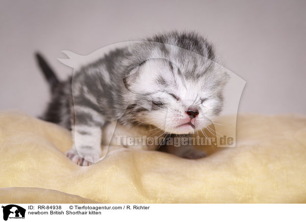 neugeborenes Britisch Kurzhaar Ktzchen / newborn British Shorthair kitten / RR-84938