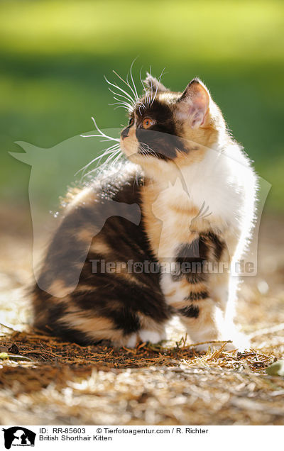 Britisch Kurzhaar Ktzchen / British Shorthair Kitten / RR-85603