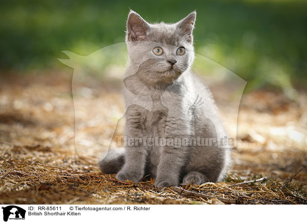 Britisch Kurzhaar Ktzchen / British Shorthair Kitten / RR-85611