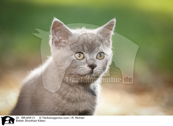 Britisch Kurzhaar Ktzchen / British Shorthair Kitten / RR-85613