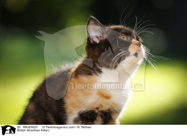 Britisch Kurzhaar Ktzchen / British Shorthair Kitten / RR-85620