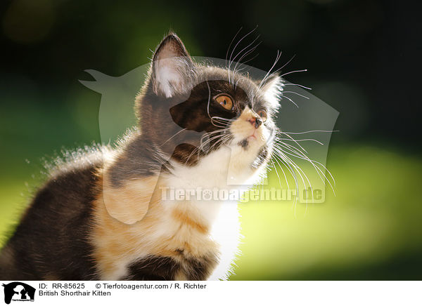 Britisch Kurzhaar Ktzchen / British Shorthair Kitten / RR-85625