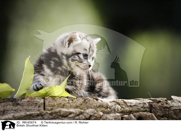 Britisch Kurzhaar Ktzchen / British Shorthair Kitten / RR-85674