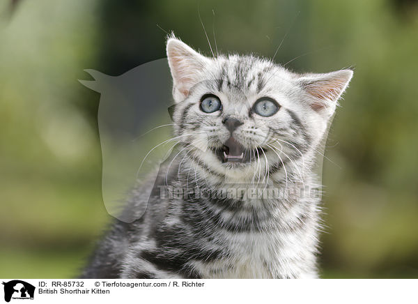 Britisch Kurzhaar Ktzchen / British Shorthair Kitten / RR-85732