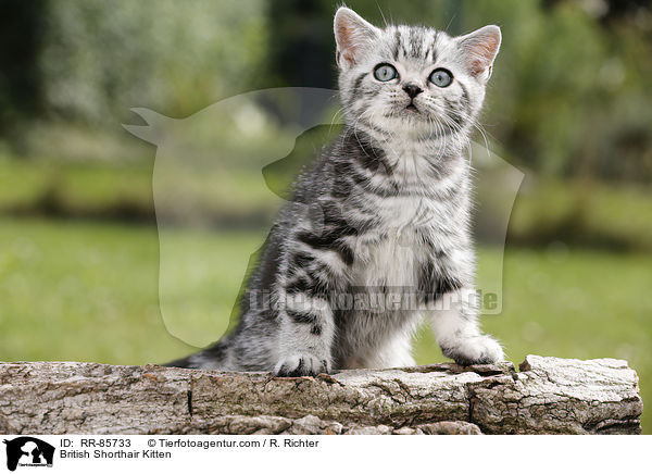 Britisch Kurzhaar Ktzchen / British Shorthair Kitten / RR-85733