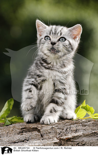 Britisch Kurzhaar Ktzchen / British Shorthair Kitten / RR-85734