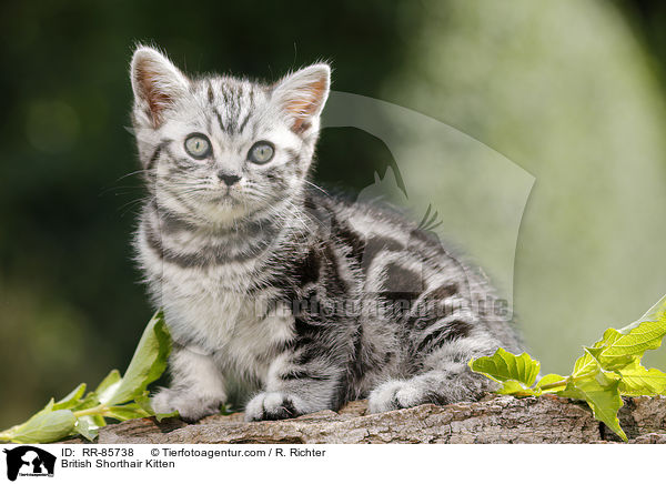 Britisch Kurzhaar Ktzchen / British Shorthair Kitten / RR-85738