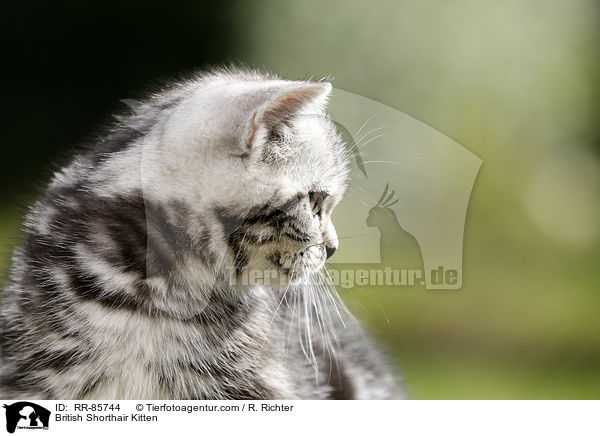 Britisch Kurzhaar Ktzchen / British Shorthair Kitten / RR-85744
