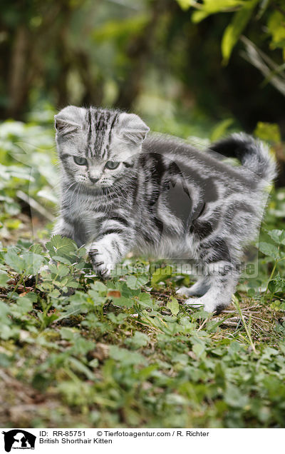 Britisch Kurzhaar Ktzchen / British Shorthair Kitten / RR-85751