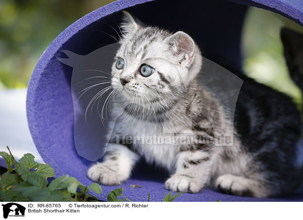 Britisch Kurzhaar Ktzchen / British Shorthair Kitten / RR-85765
