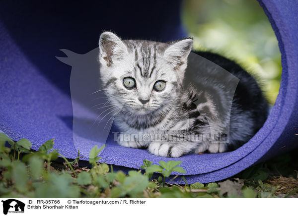 Britisch Kurzhaar Ktzchen / British Shorthair Kitten / RR-85766