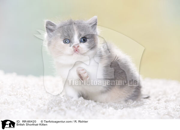 Britisch Kurzhaar Ktzchen / British Shorthair Kitten / RR-86420