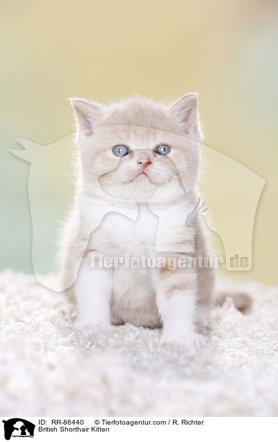 Britisch Kurzhaar Ktzchen / British Shorthair Kitten / RR-86440