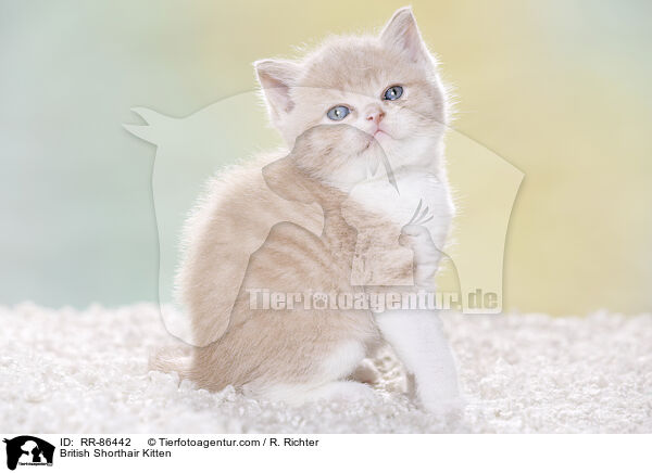 Britisch Kurzhaar Ktzchen / British Shorthair Kitten / RR-86442