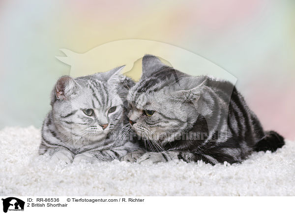 2 Britisch Kurzhaar / 2 British Shorthair / RR-86536