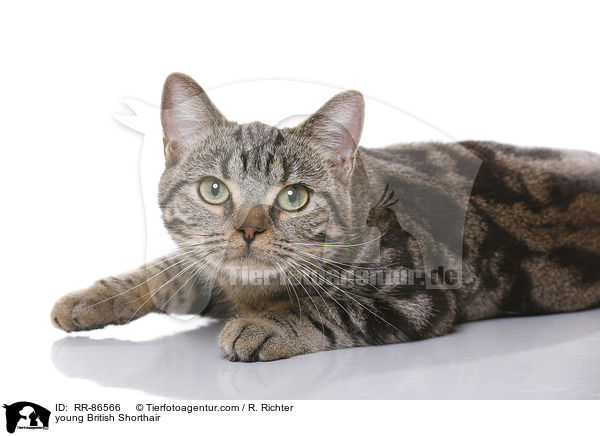 junge Britisch Kurzhaar / young British Shorthair / RR-86566